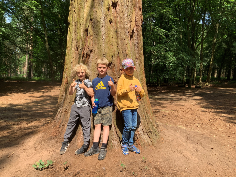 Camp Redwood Boys Under A Tree